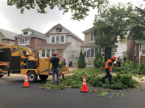 tree trimming & tree planting services