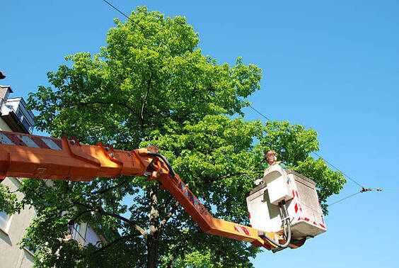 tree removal services in Glendale, Ca