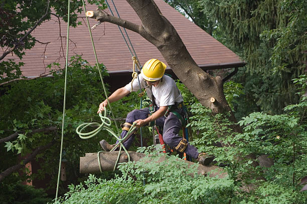 tree trimming service, Glendale